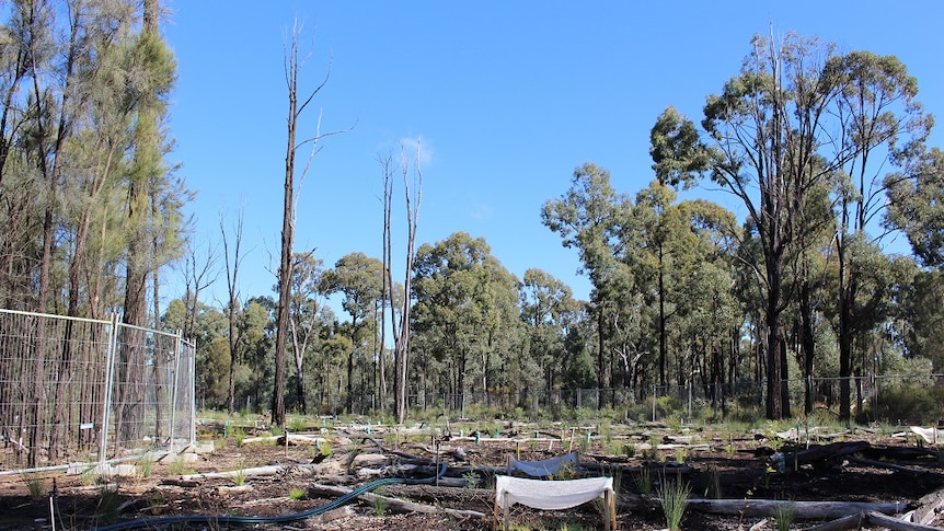 The site of an old spill in the Pilliga Forest has been fenced off and replanted with native vegetation by Santos.