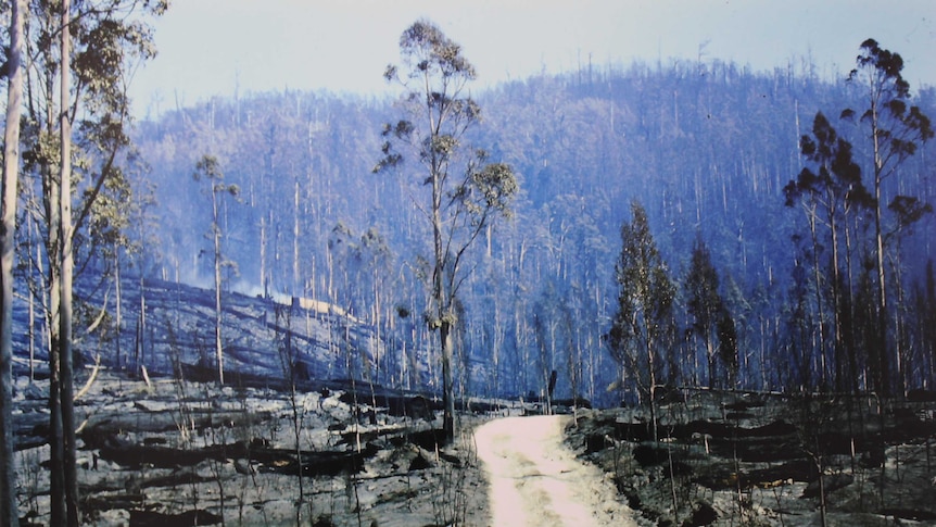 One of 20 photographs depicting the devastation of Tasmania's 1967 bushfires being exhibited for the first time.