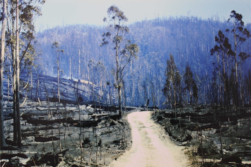 One of 20 photographs depicting the devastation of Tasmania's 1967 bushfires being exhibited for the first time.