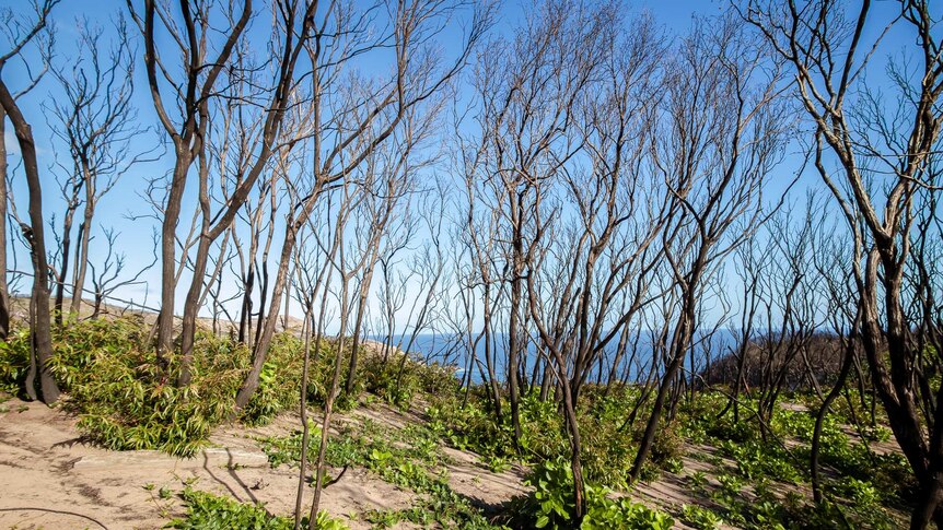 A group of burnt trees with green shoots at their bases on the edge of a cliff with the ocean in the background