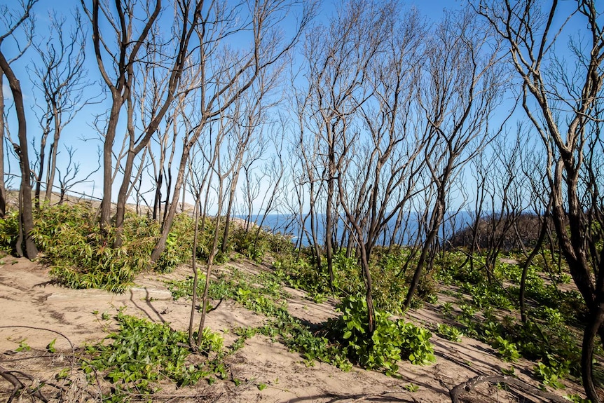 A group of burnt trees with green shoots at their bases on the edge of a cliff with the ocean in the background