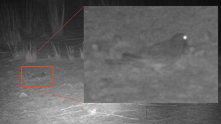 An infra-red photo of a night bush landscape with a bird on the ground.