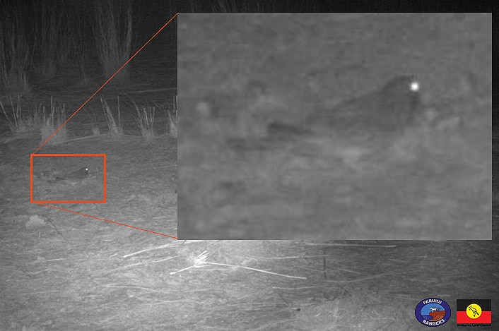 An infra-red photo of a night bush landscape with a bird on the ground.