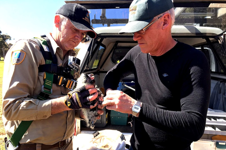 Rick Dawson and Dr Peter Mawson tag a Carnaby's Cockatoo nestling.