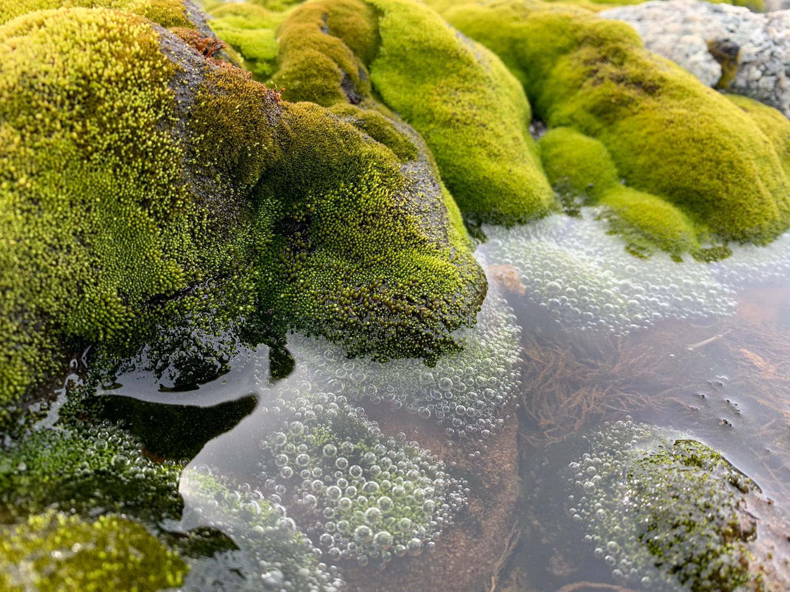 Antarctic moss with bubbles showing photosynthesis