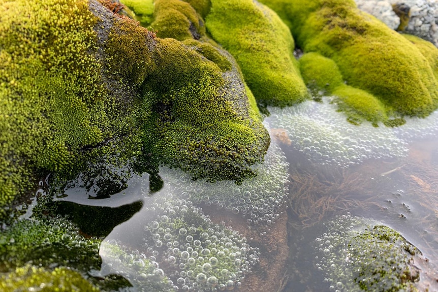 Antarctic moss with bubbles showing photosynthesis