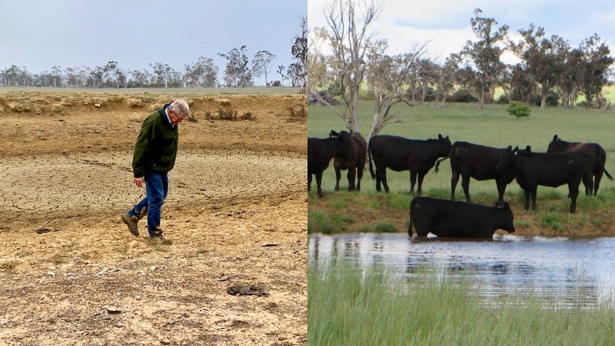 A composite image of a farmer, with his head hanging as he walks across a dry dam,  and the same dam full, with cattle.  
