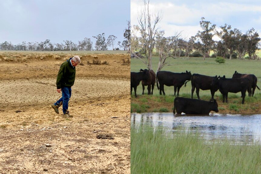 A composite image of a farmer, with his head hanging as he walks across a dry dam,  and the same dam full, with cattle.  