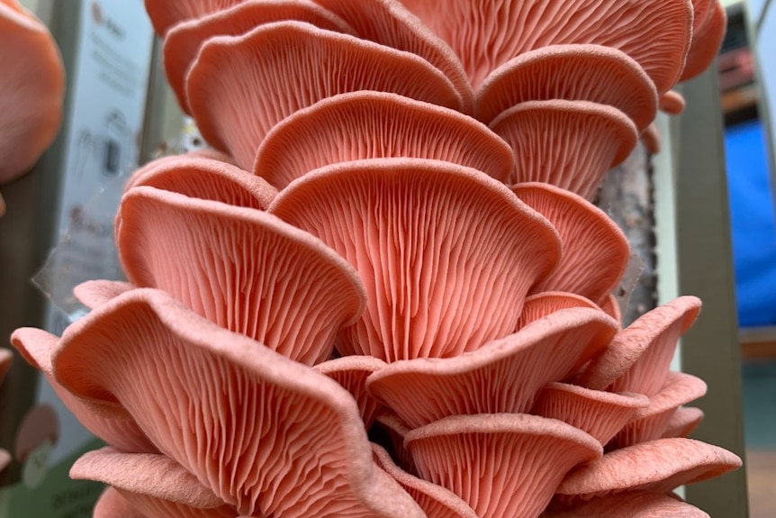 A close-up shot of coral pink oyster mushrooms growing from a box.