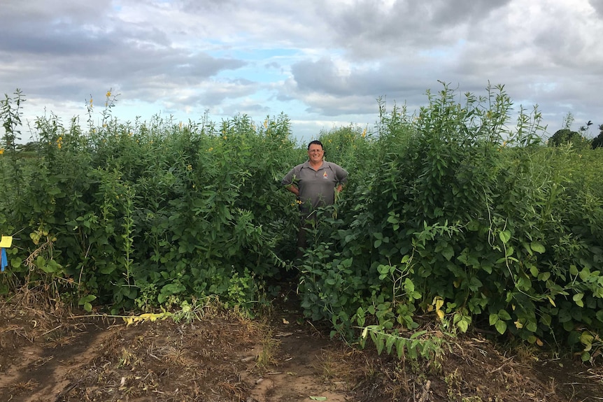 Farmer Lawrence Di Bella standing in the middle of a field of tall, green crops.