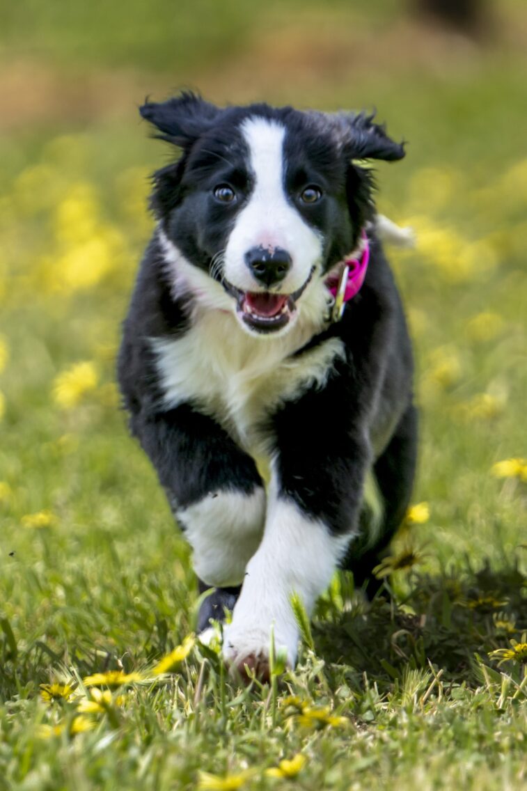 Happy border collie pup runs in lush paddock towards camera