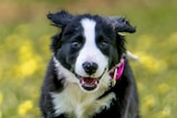 Happy border collie pup runs in lush paddock towards camera
