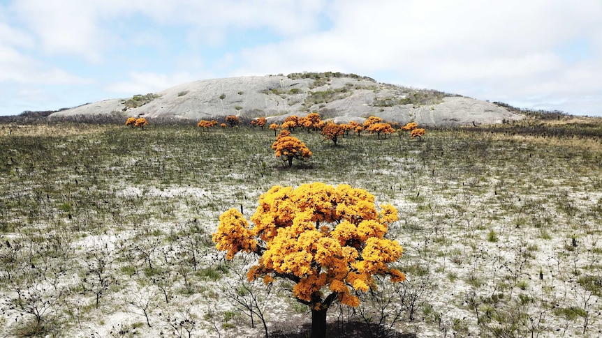 A bright yellow tree in a burnt out paddock