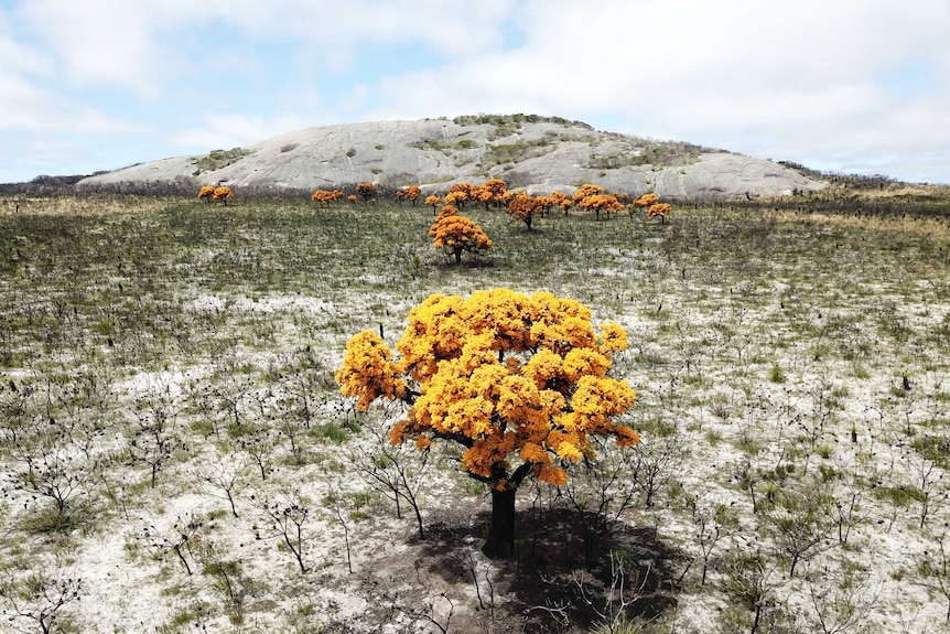 A bright yellow tree in a burnt out paddock