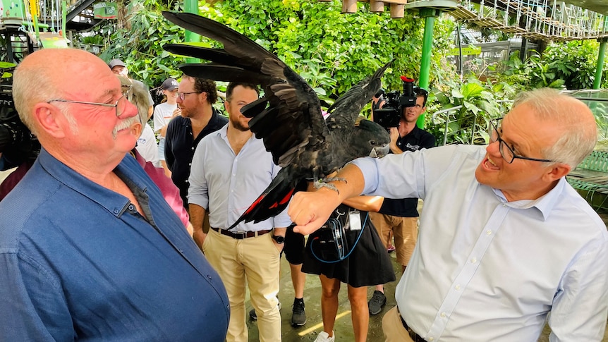 A balding, middle-aged man – Prime Minister Scott Morrison – holds a red-tailed black cockatoo as another politician watches on.