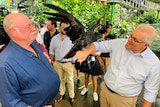 A balding, middle-aged man – Prime Minister Scott Morrison – holds a red-tailed black cockatoo as another politician watches on.