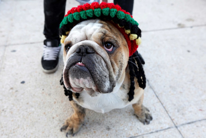 An English Bulldog wearing a hat with dreadlocks