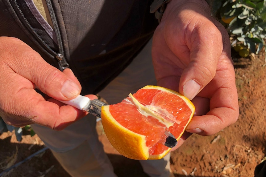 Close view of a man's hands holding hald a pink navel orange, with a knife sliding into a section of fruit