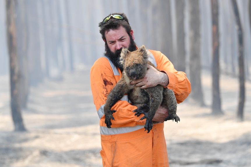 A bearded man in high-vis rescues a burnt koala from a fire zone.
