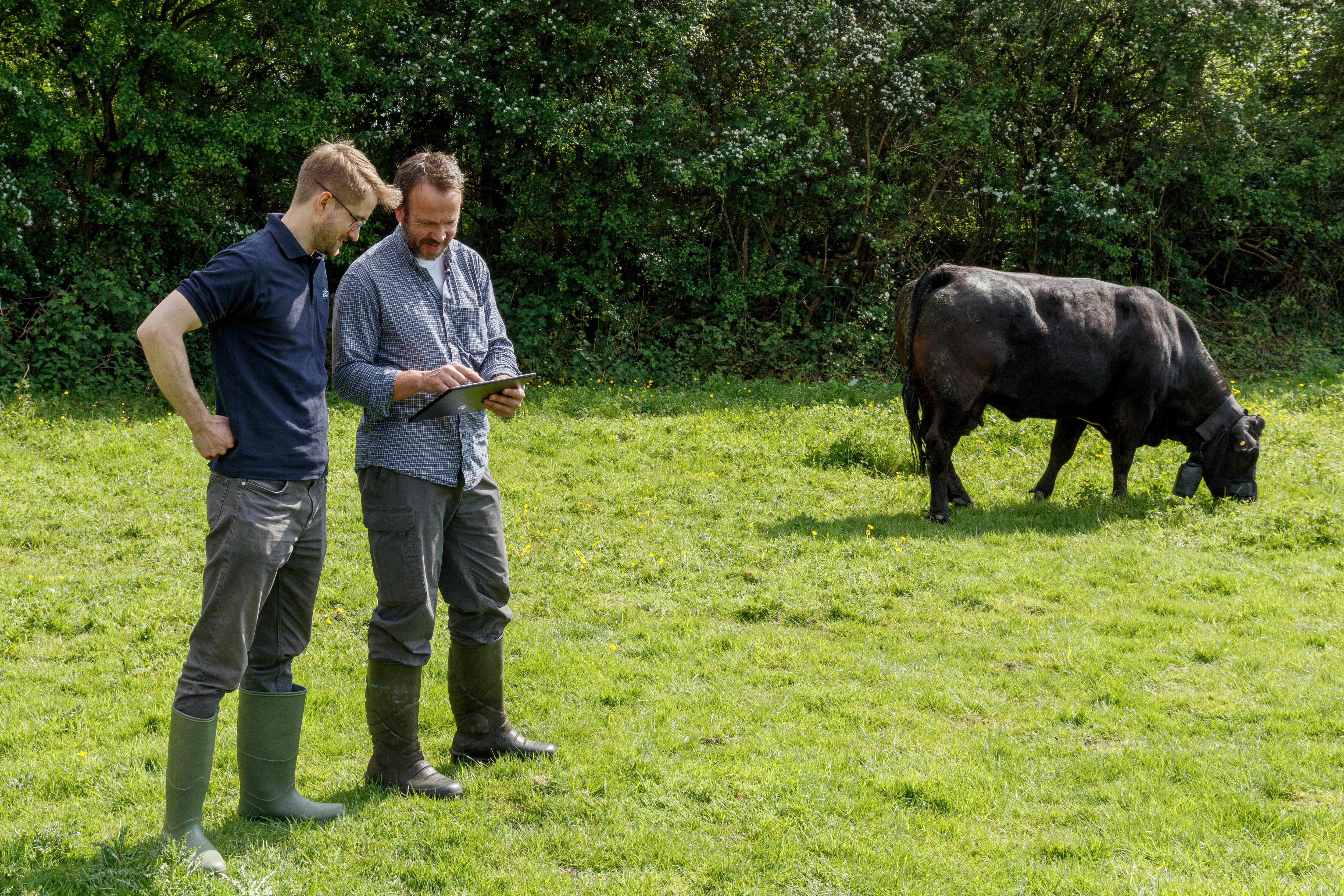 two men standing in paddock with cattle