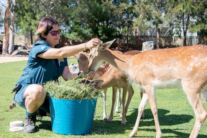 Bec Scott applies sunscreen to deer ears