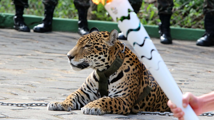 Juma the jaguar