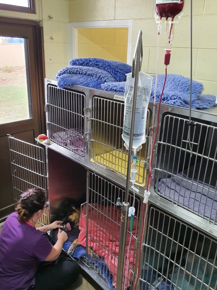 An IV drip of  blood transfusion is shown before pet cages. A dog lies in the bottom.