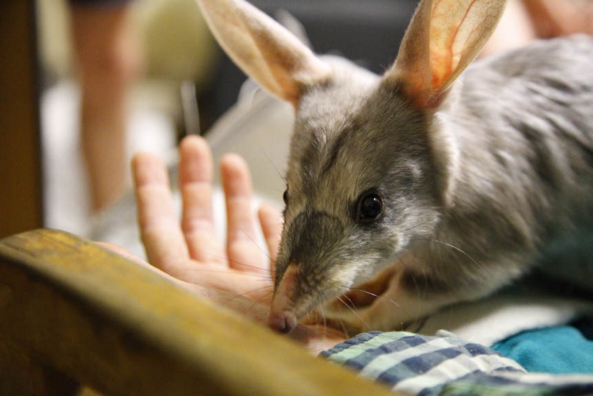 A bilby nestles into a human hand while receiving a health checkup from a PhD student.