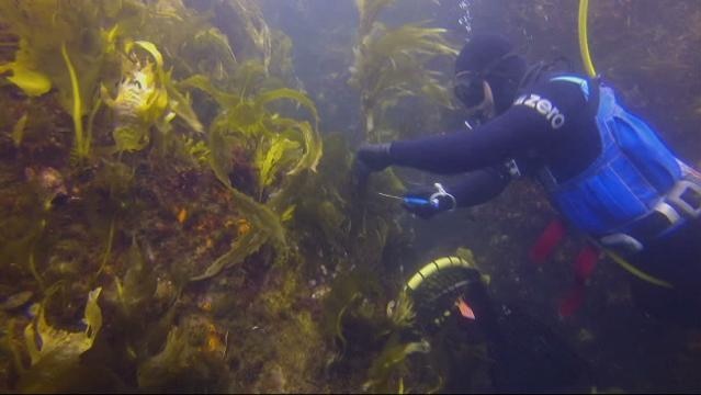 A diver uses a knife to cut seaweed underwater