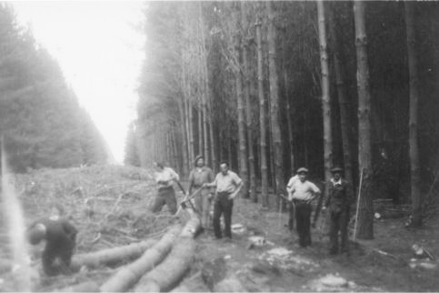 black and white photo of WWII pow men casual clothes in a pine forest felling logs