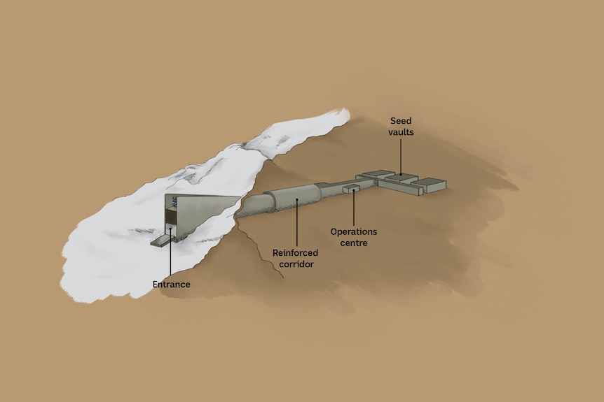 An illustration of the global seed vault tunnels deep into the permafrost