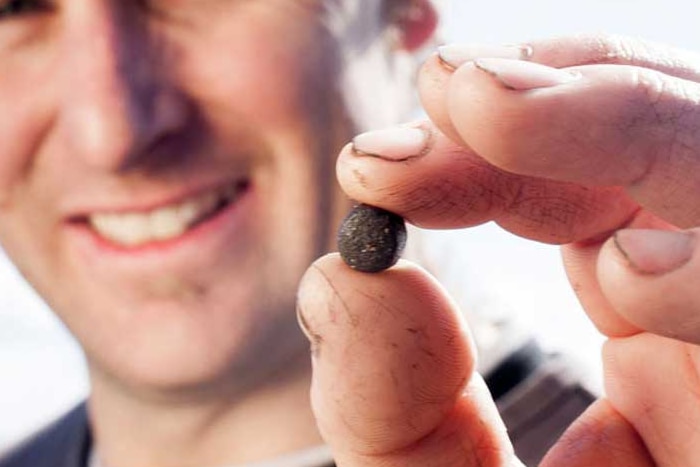 Man holding a fish feed pellet, image from Tasmanian Salmonid Growers Association webpage.