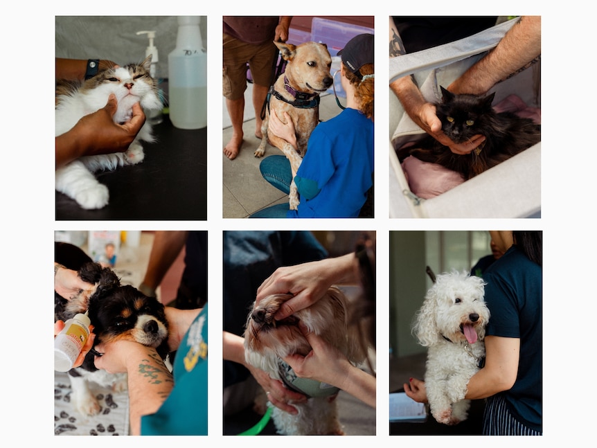 A collage of six images of cats and dogs getting vet checks