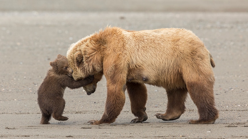 A playful bear cub attempts to wrestle its mother to the ground in Alaska.