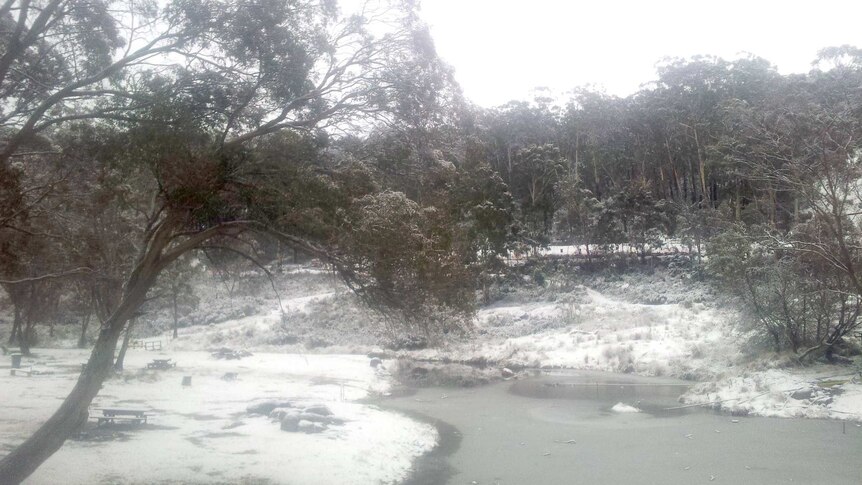 Snow covers the ground in Corin Forest