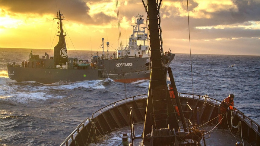 Sea Shepherd anti-whaling vessel at sea.
