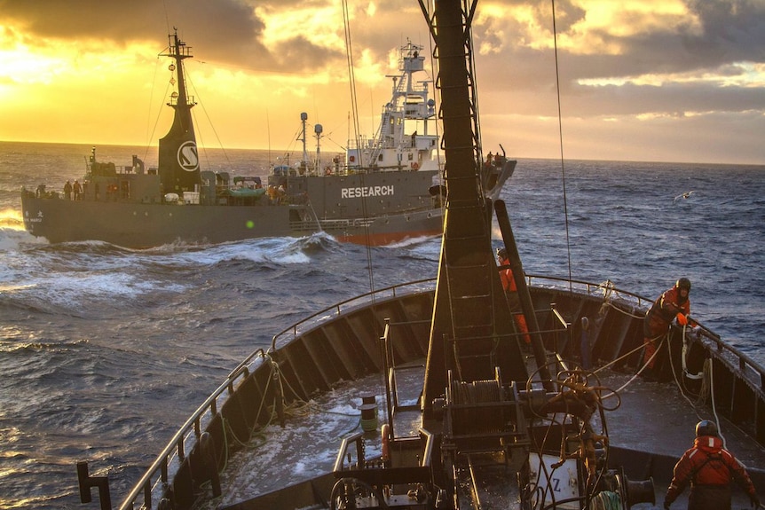Sea Shepherd anti-whaling vessel at sea.