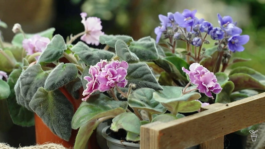 African violets in pots sitting on a wooden bench.