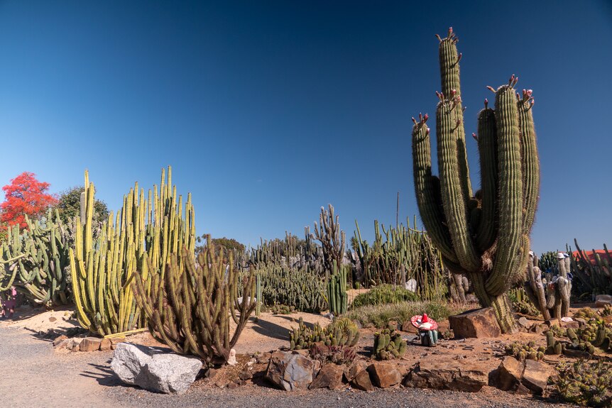 Large cacti against a blue  sky