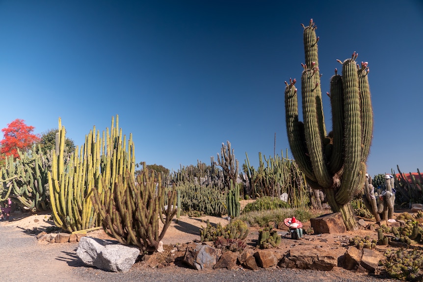 Large cacti against a blue  sky