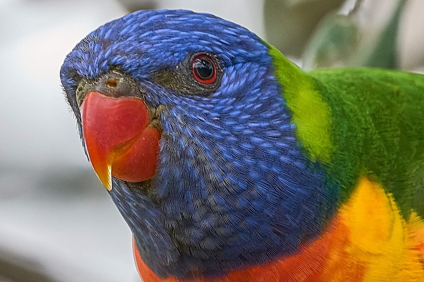 Rainbow lorikeet.