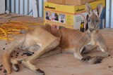 Kangaroo Starves in shade of a shed, Quilpie