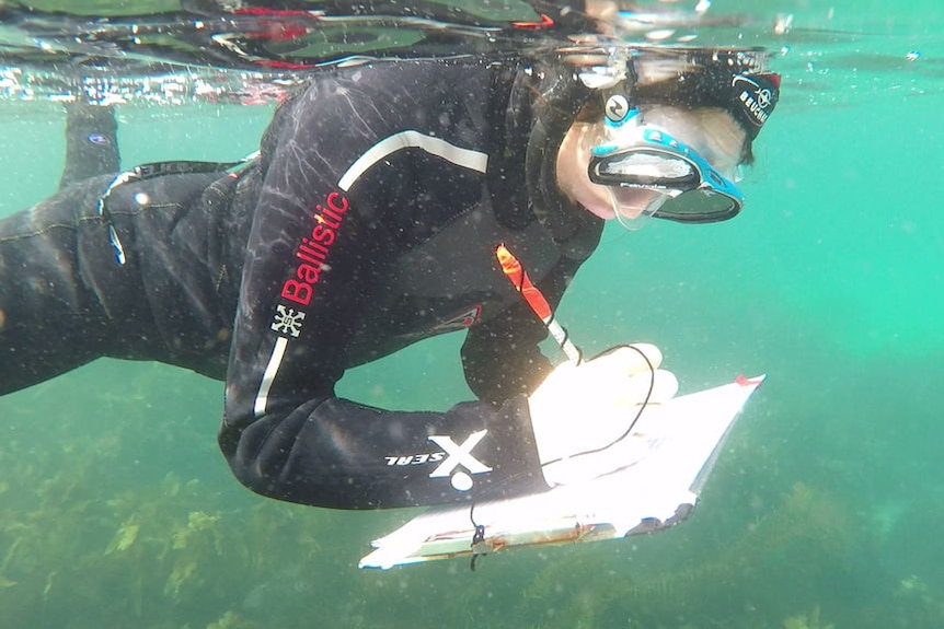 Student snorkelling off Maria Island.