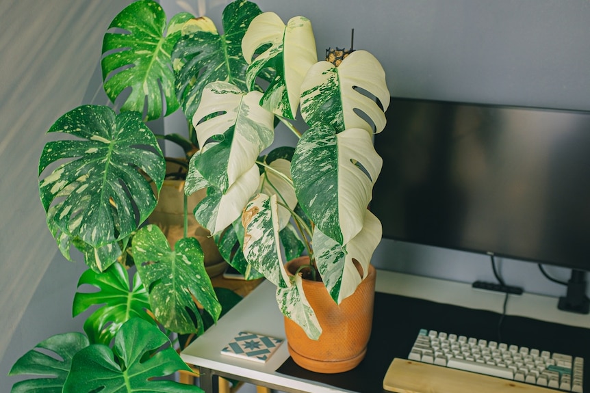 A photo of a pale yellow and green plant sitting next to a computer monitor