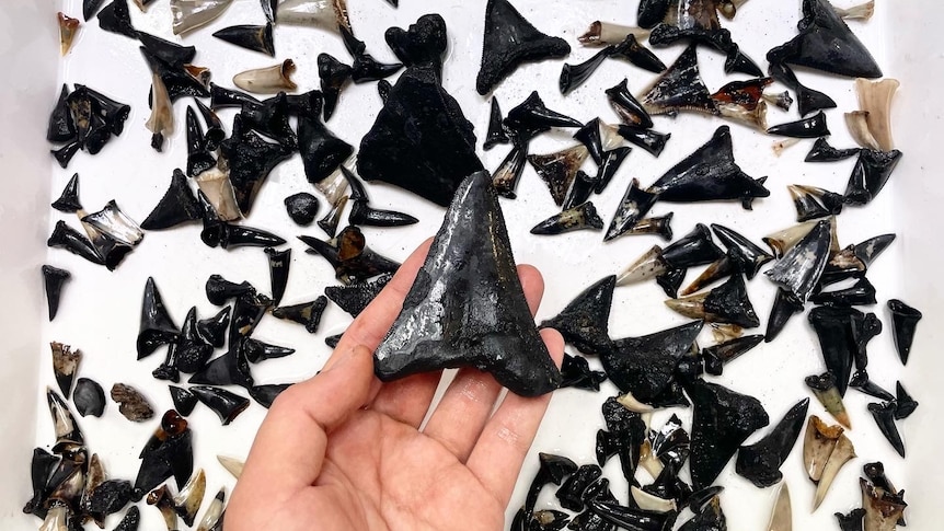 A hand holds a large, black shark tooth, while dozens of other shark's teeth can be seen underneath.