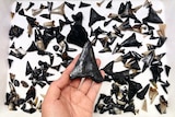 A hand holds a large, black shark tooth, while dozens of other shark's teeth can be seen underneath.