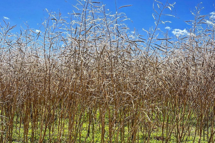 Dried stalks of wheat in a green paddock.
