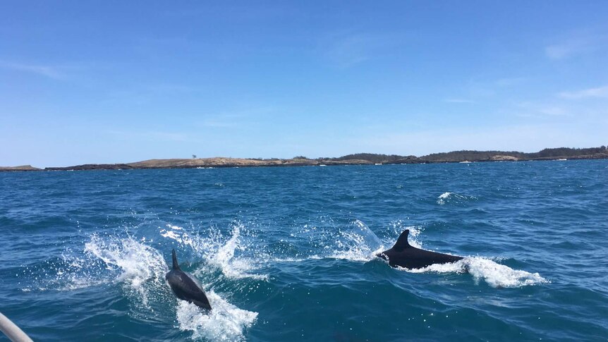 Two False Killer Whales off Groote Eyelandt.