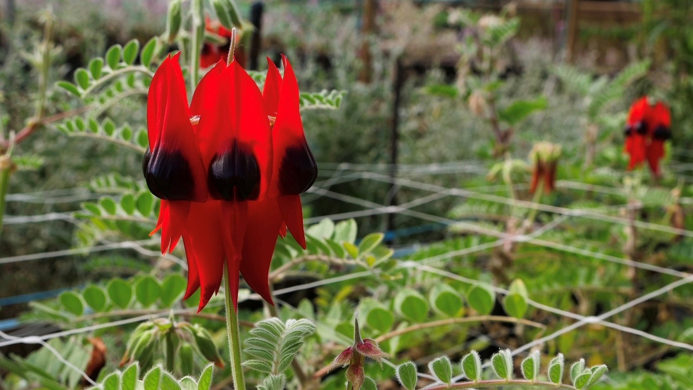 Desert flower blooms thousands of kilometres from its outback home