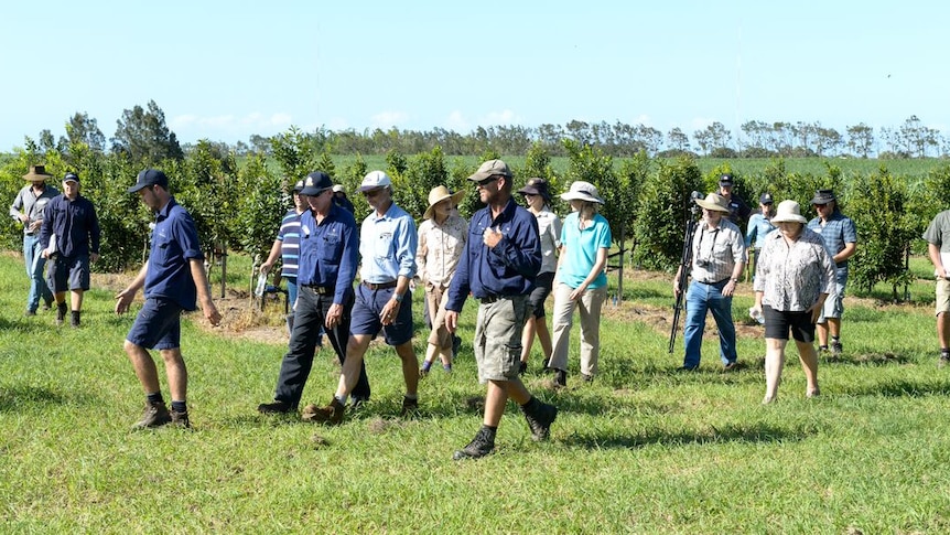 A group of people walk through a macadamia orchard in Bundaberg